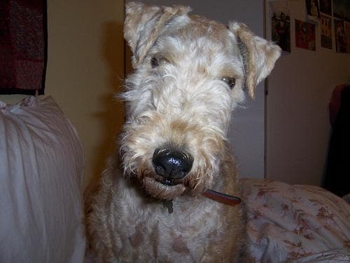 Lakeland Terrier