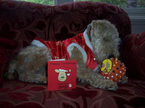 Lakeland Terrier
