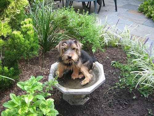 Norfolk Terrier