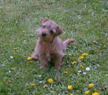 Norfolk Terrier