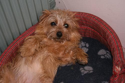 Norfolk Terrier