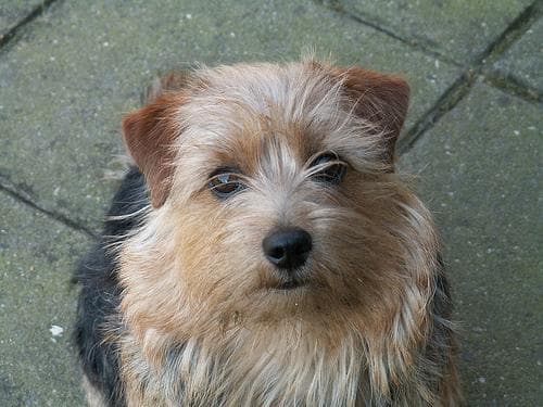 Norfolk Terrier