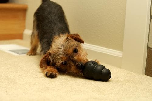 Norfolk Terrier