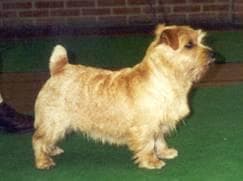 Norfolk Terrier