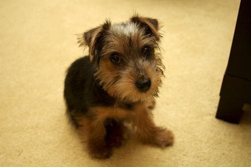 Norfolk Terrier
