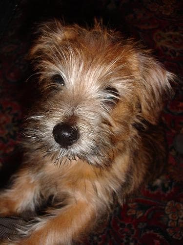 Norfolk Terrier