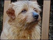 Norfolk Terrier