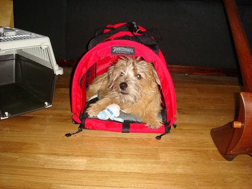 Norfolk Terrier