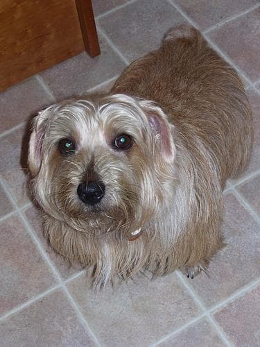 Norfolk Terrier