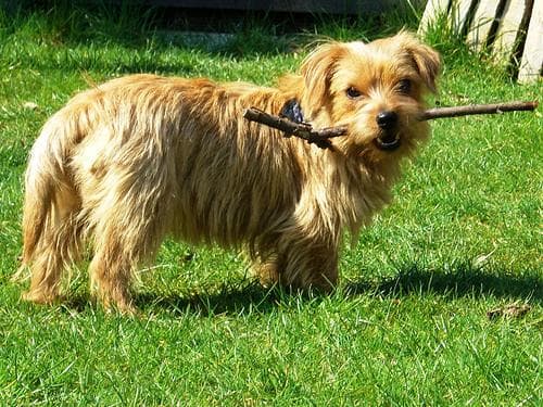Norfolk Terrier
