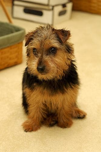 Norfolk Terrier