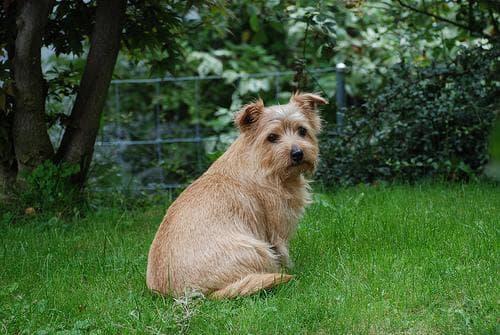Norfolk Terrier