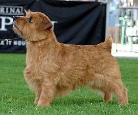 Norfolk Terrier
