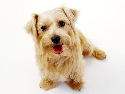 Norfolk Terrier