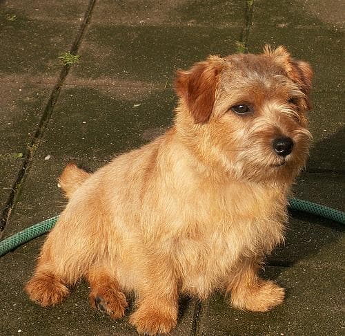 Norfolk Terrier