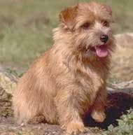 Norfolk Terrier