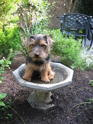 Norfolk Terrier