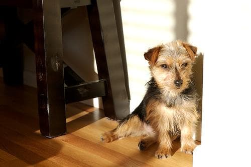 Norfolk Terrier