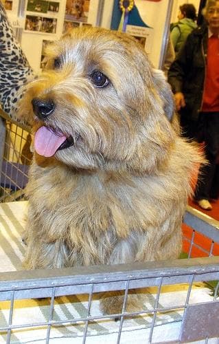Norfolk Terrier