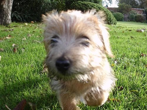 terrier