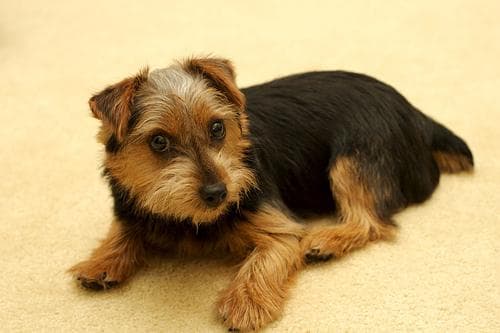 Norfolk Terrier