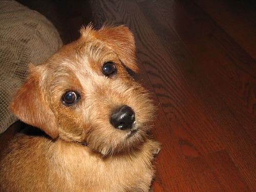 Norfolk Terrier