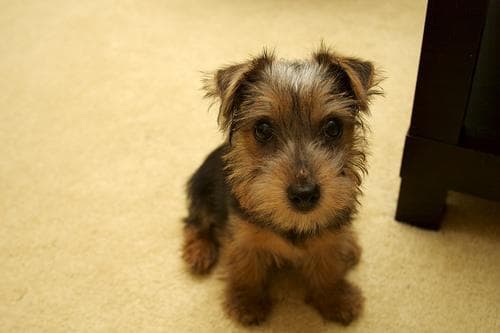 Norfolk Terrier