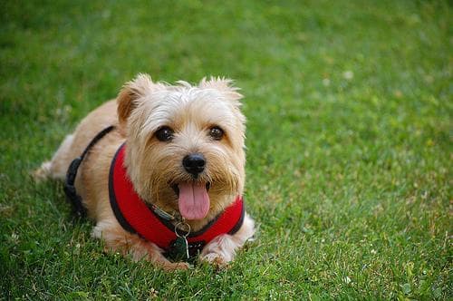 Norfolk Terrier