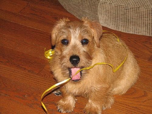 Norfolk Terrier