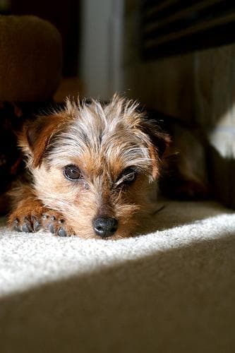 Norfolk Terrier