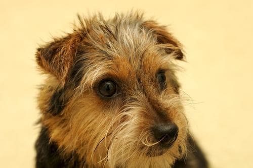 Norfolk Terrier