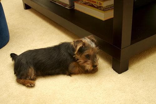 Norfolk Terrier