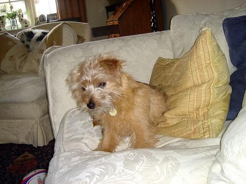 Norfolk Terrier