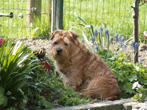 Norfolk Terrier