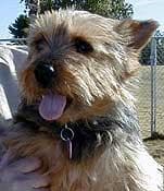 Norfolk Terrier