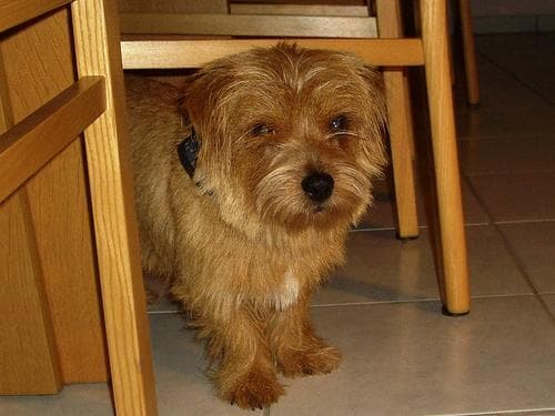 Norfolk Terrier