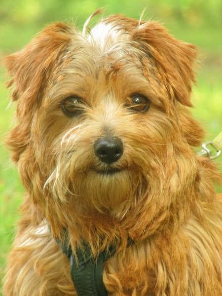 Norfolk Terrier