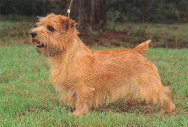Norfolk Terrier