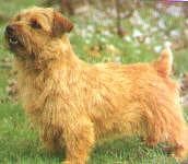 Norfolk Terrier