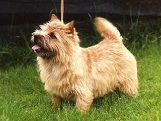 Norfolk Terrier
