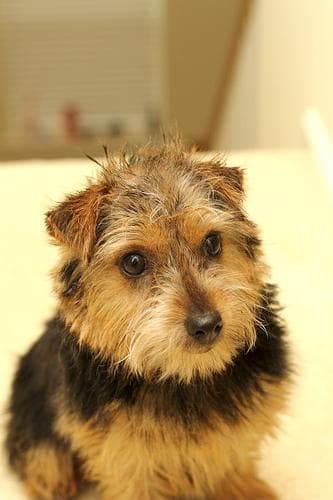 Norfolk Terrier