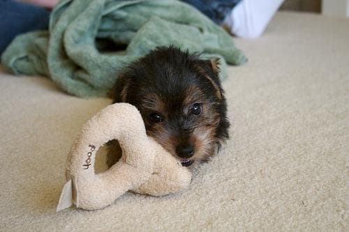 Norfolk Terrier