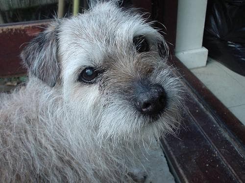 Norfolk Terrier