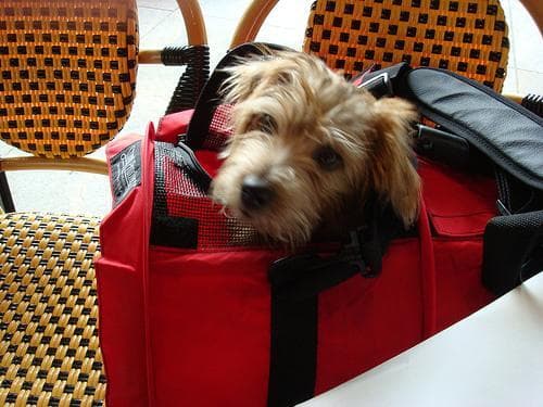Norfolk Terrier
