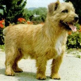 Norfolk Terrier