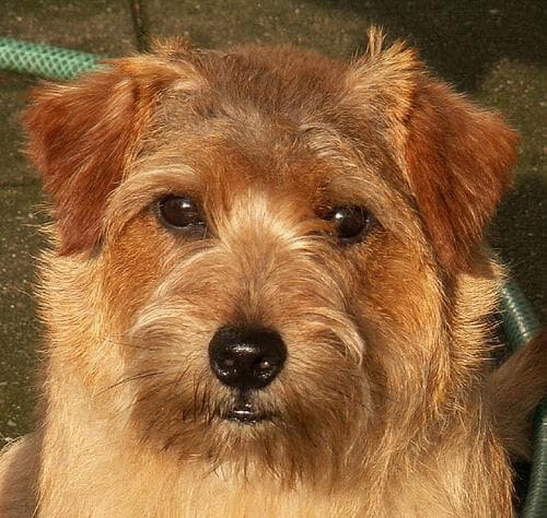 Norfolk Terrier