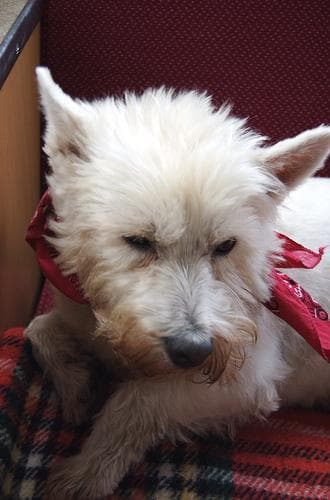 Norfolk Terrier