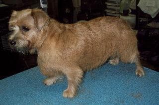 Norfolk Terrier