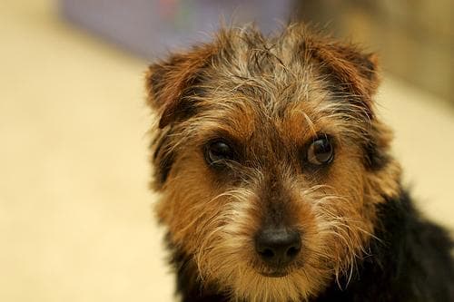 Norfolk Terrier