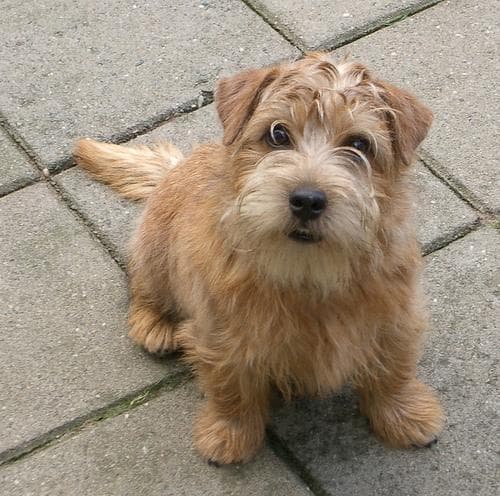 Norfolk Terrier